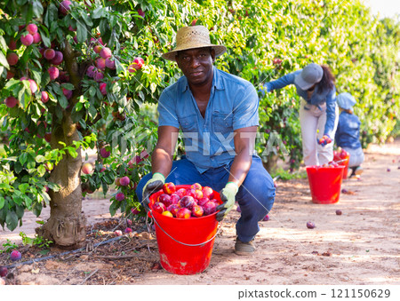 Hardworking african american male farmer plucks ripe plums from a tree Hardworking african american male farmer plucks ripe plums from a tree 121150629