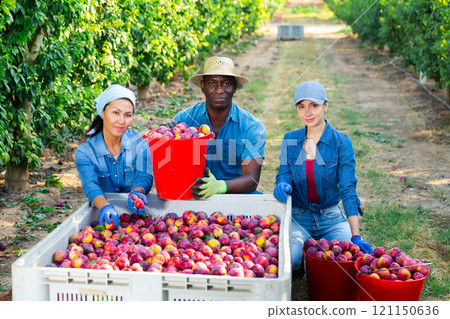 Portrait of three farmers squatting in a fruit nursery with buckets plums next to a crate fruit 121150636