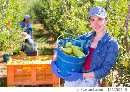 Woman with bucket of pears 121150649