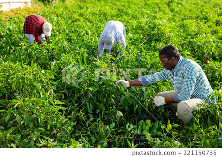 Focused african american farmer harvesting peppers on farm plantation 121150735