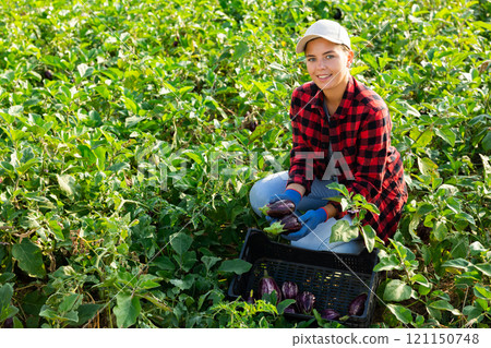 Positive woman harvesting ripe eggplant in farmer field Positive woman harvesting ripe eggplant in farmer field 121150748