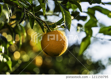 Mikan becoming a tree Mikan becoming a tree 121150795