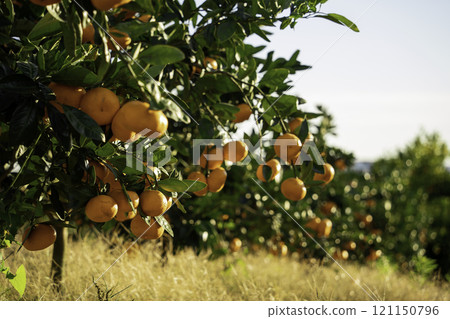 A tangerine field full of fruit A tangerine field full of fruit 121150796
