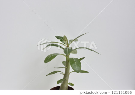 Adenium Adenium 121151096