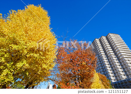 奧野原公園銀杏樹和藍天的秋葉 121151127