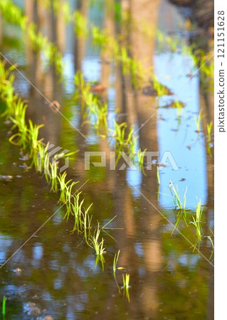 水稻種植形象 水稻種植形象 121151628
