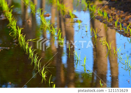 Rice planting image Rice planting image 121151629