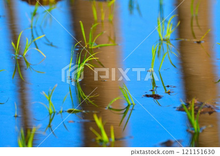 Rice planting image 121151630