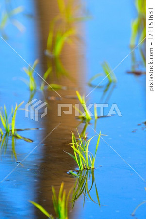 水稻種植形象 水稻種植形象 121151631
