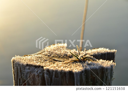 Morning frost on Fukushimagata (Niigata Prefecture) 121151638