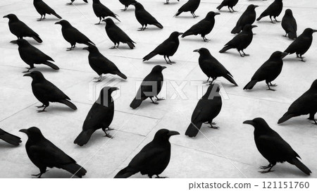 Crows gathered on a tiled surface, showcasing their sleek black feathers and sharp beaks, AI 121151760