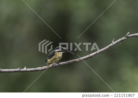 A kingfisher perched on a branch, checking out a small fish 121151907