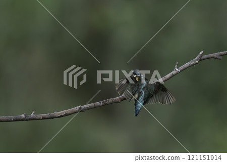 Kingfisher flying on a branch 121151914