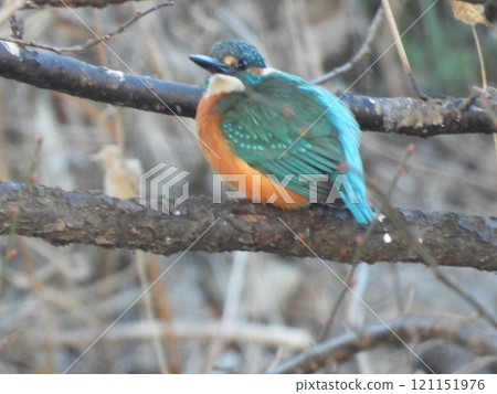 Kingfisher taken in a nearby stream 121151976