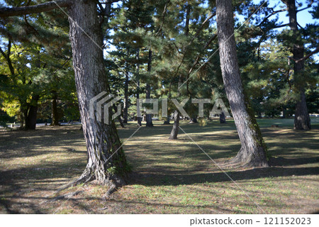 Kyoto Imperial Palace, Pine forest in the grounds, Kamigyo Ward, Kyoto City Kyoto Imperial Palace, Pine forest in the grounds, Kamigyo Ward, Kyoto City 121152023