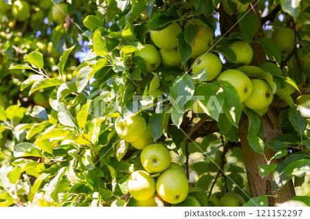 Ripe golden apples in a farm orchard Ripe golden apples in a farm orchard 121152297