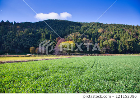 一乘谷朝倉氏遺址鄉村秋天 121152386