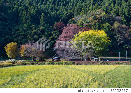 一乘谷朝倉氏遺址鄉村秋天 一乘谷朝倉氏遺址鄉村秋天 121152387