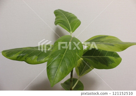 Houseplant Ficus altissima Houseplant Ficus altissima 121152510