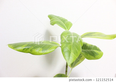 觀賞植物榕樹 觀賞植物榕樹 121152514