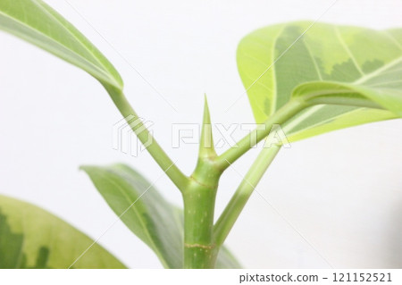 Houseplant Ficus altissima Houseplant Ficus altissima 121152521