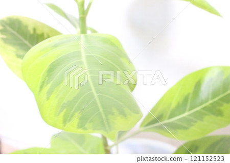 觀賞植物榕樹 觀賞植物榕樹 121152523