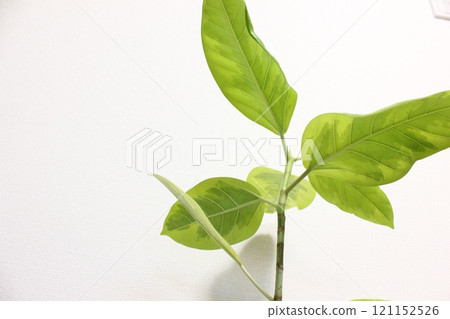 Houseplant Ficus altissima 121152526
