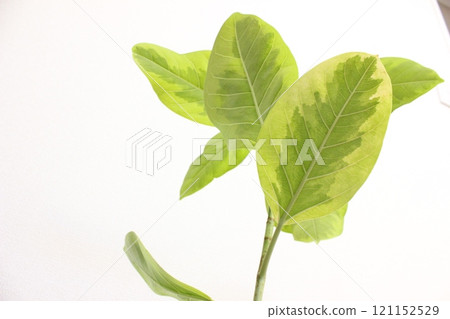 Houseplant Ficus altissima Houseplant Ficus altissima 121152529
