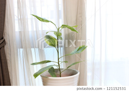 Houseplant Ficus altissima 121152531