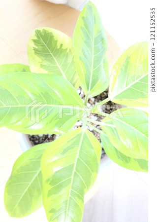 觀賞植物榕樹 觀賞植物榕樹 121152535