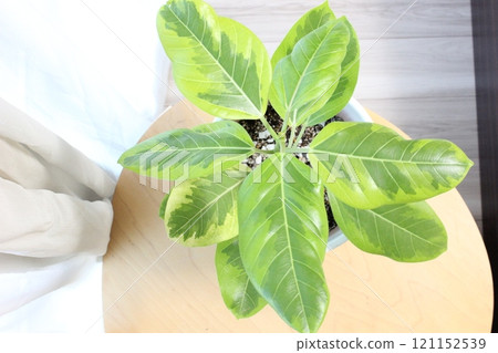 觀賞植物榕樹 觀賞植物榕樹 121152539
