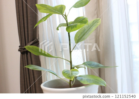 觀賞植物榕樹 121152540