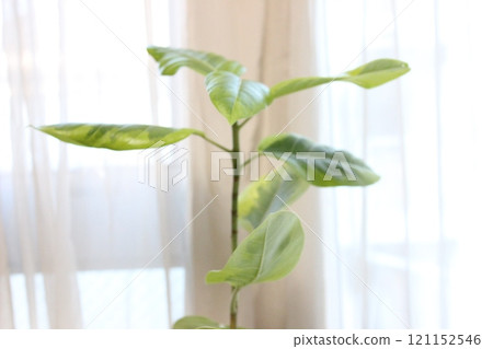 觀賞植物榕樹 121152546