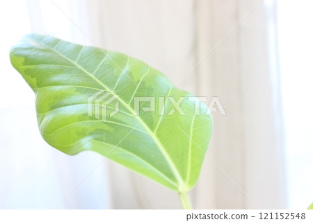 Houseplant Ficus altissima 121152548
