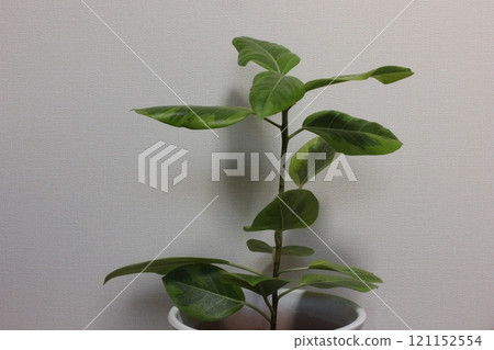 觀賞植物榕樹 觀賞植物榕樹 121152554