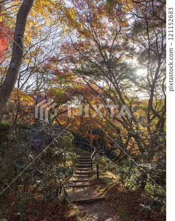 Tunnel of autumn leaves 121152683