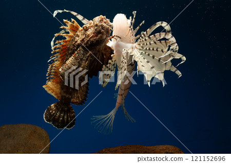 獅子魚、獅子魚、泳石魚、毒魚、虎魚、妖虎魚、自由軟鰩魚 獅子魚、獅子魚、泳石魚、毒魚、虎魚、妖虎魚、自由軟鰩魚 121152696