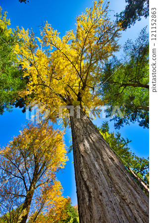 供奉紙神的神社的秋天:岡田神社與大瀧神社 供奉紙神的神社的秋天:岡田神社與大瀧神社 121152863