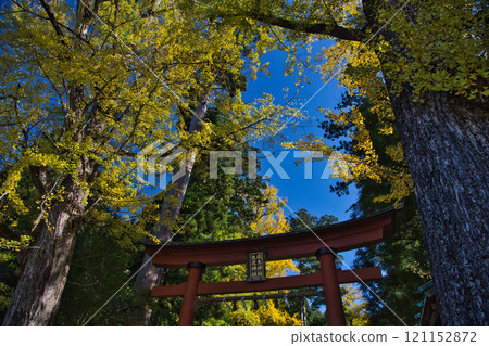 Autumn at the shrines dedicated to the god of paper: Okamoto Shrine and Otaki Shrine 121152872