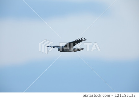A crow 121153132