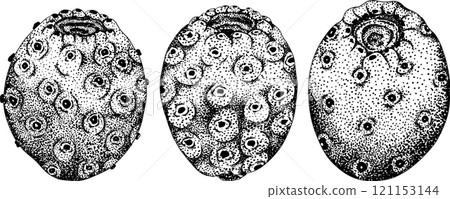 Hand drawn, engraving, vector Opuntia fruit, prickly pear cactus Hand drawn, engraving, vector Opuntia fruit, prickly pear cactus 121153144