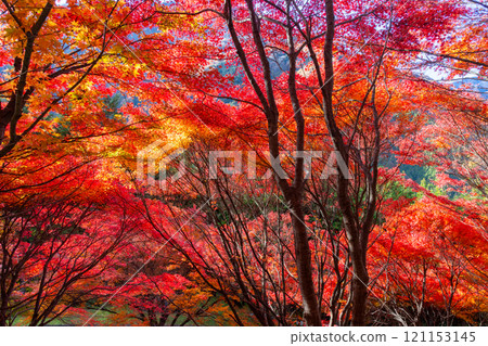 Otaki, Chichibu City, Saitama Prefecture: A cluster of maple trees turning bright red along the Chichibu Highway in the Tochimoto area. A vivid backlit view. 121153145