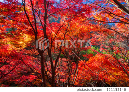 Otaki, Chichibu City, Saitama Prefecture: A cluster of maple trees turning bright red along the Chichibu Highway in the Tochimoto area. A vivid backlit view. 121153146