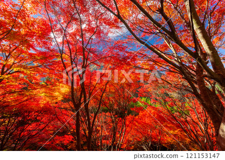 Otaki, Chichibu City, Saitama Prefecture: A cluster of maple trees turning bright red along the Chichibu Highway in the Tochimoto area. A vivid backlit view. 121153147