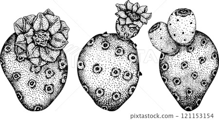 Hand drawn, engraving, vector Opuntia fruit, prickly pear cactus Hand drawn, engraving, vector Opuntia fruit, prickly pear cactus 121153154