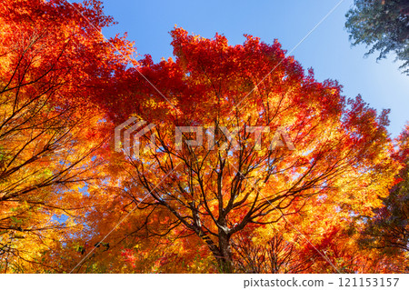 Otaki, Chichibu City, Saitama Prefecture: A cluster of maple trees turning bright red along the Chichibu Highway in the Tochimoto area. A vivid backlit view. 121153157