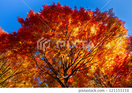 Otaki, Chichibu City, Saitama Prefecture: A cluster of maple trees turning bright red along the Chichibu Highway in the Tochimoto area. A vivid backlit view. 121153158