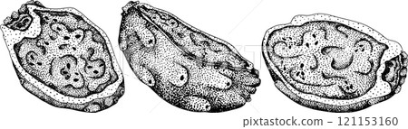 Hand drawn, engraving, vector Opuntia fruit, prickly pear cactus 121153160