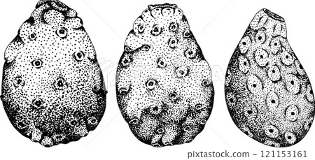 Hand drawn, engraving, vector Opuntia fruit, prickly pear cactus 121153161