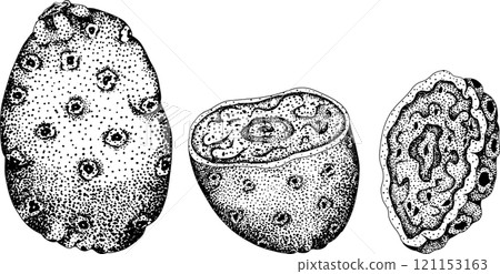 Hand drawn, engraving, vector Opuntia fruit, prickly pear cactus Hand drawn, engraving, vector Opuntia fruit, prickly pear cactus 121153163